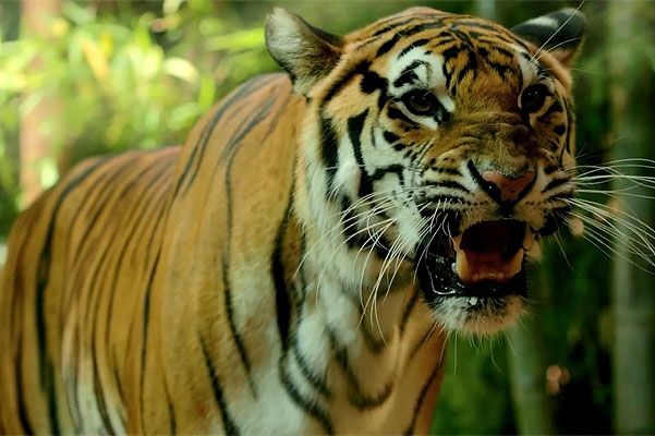 Защитники животных убеждены, что Кэти Перри травмировала психику тигра