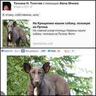 Автор фото собаки, похожей на Путина, рассказал правду о животном 