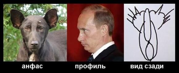 Автор фото собаки, похожей на Путина, рассказал правду о животном 