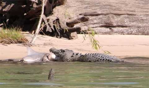 Турист снял на видео кровавую схватку акулы с крокодилом