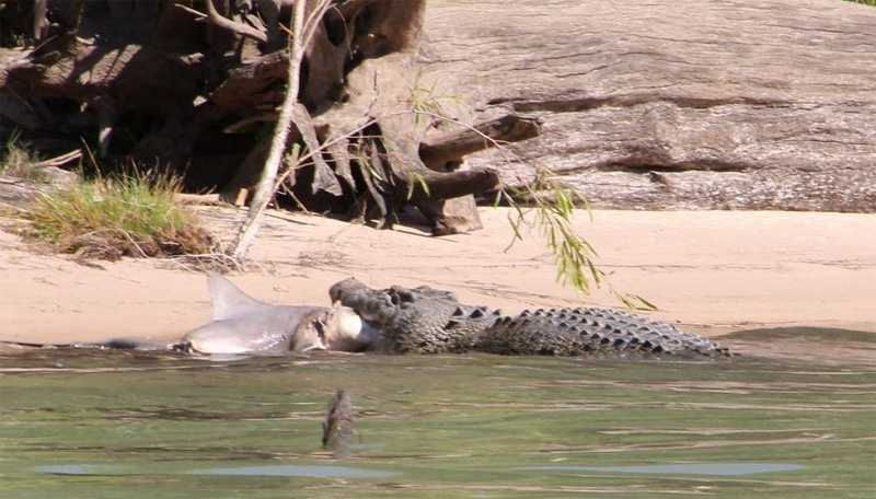 Турист зняв на відео криваву сутичку акули з крокодилом
