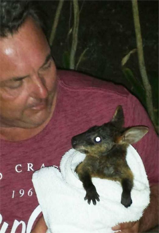 Турист врятував кенгуру від смерті, зробивши йому штучне дихання