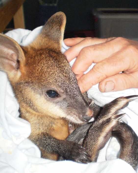 Турист спас кенгуру от смерти, сделав ему искусственное дыхание