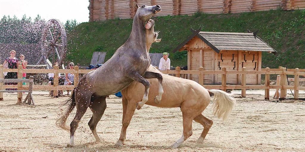 В Древнем Киеве покажут племенных лошадей: вы еще здесь?