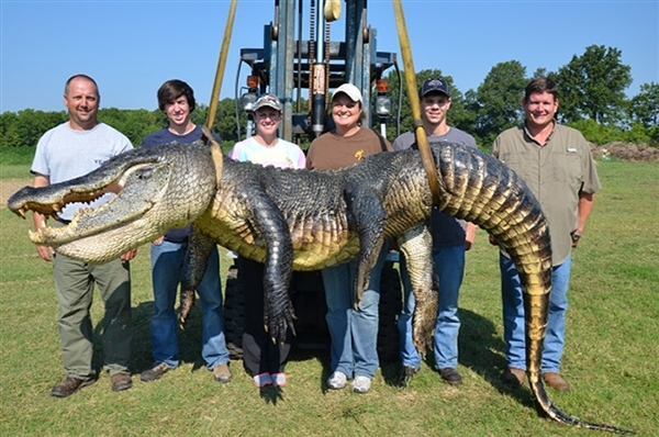 У США спіймали гігантського крокодила вагою майже 330 кг
