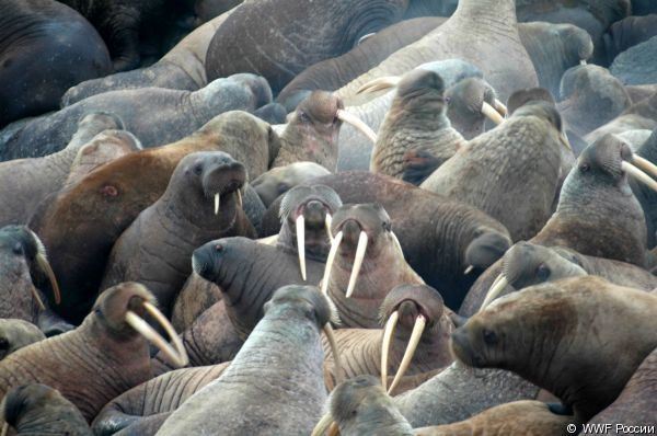 Близько 10 тис. моржів зібралося на лежбище на Чукотці