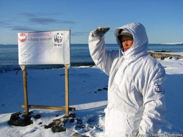 Около 10 тыс. моржей собралось на лежбище на Чукотке