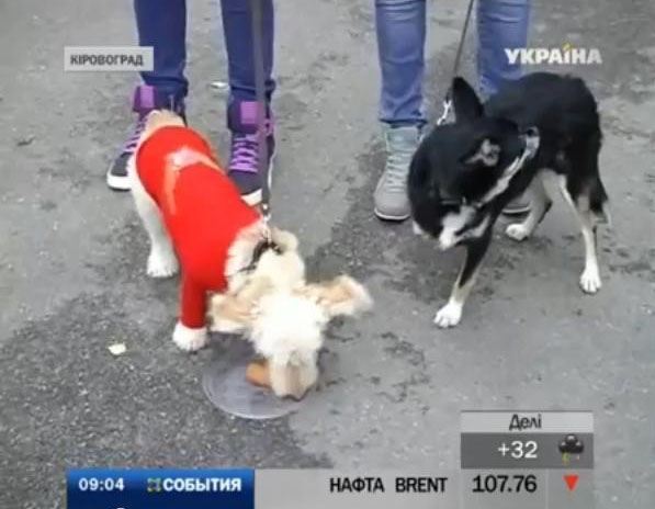 В Кировограде выбрали лучшего беспородного пса