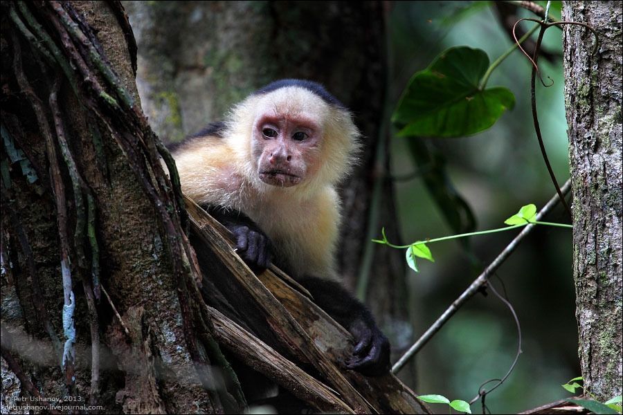  Животный мир Коста-Рики