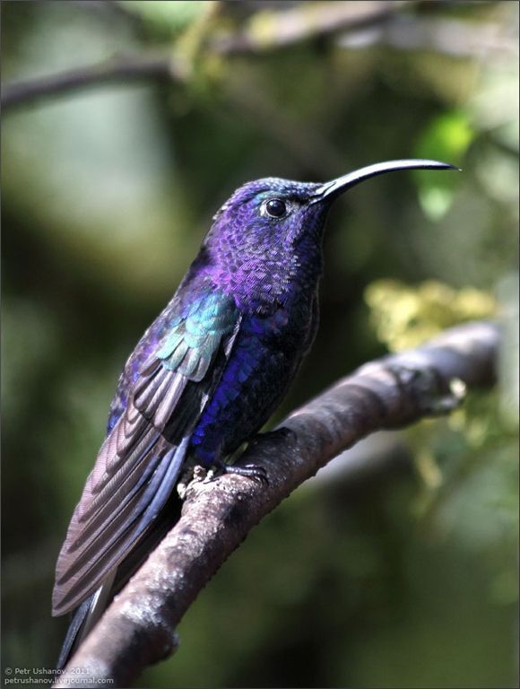 Животный мир Коста-Рики
