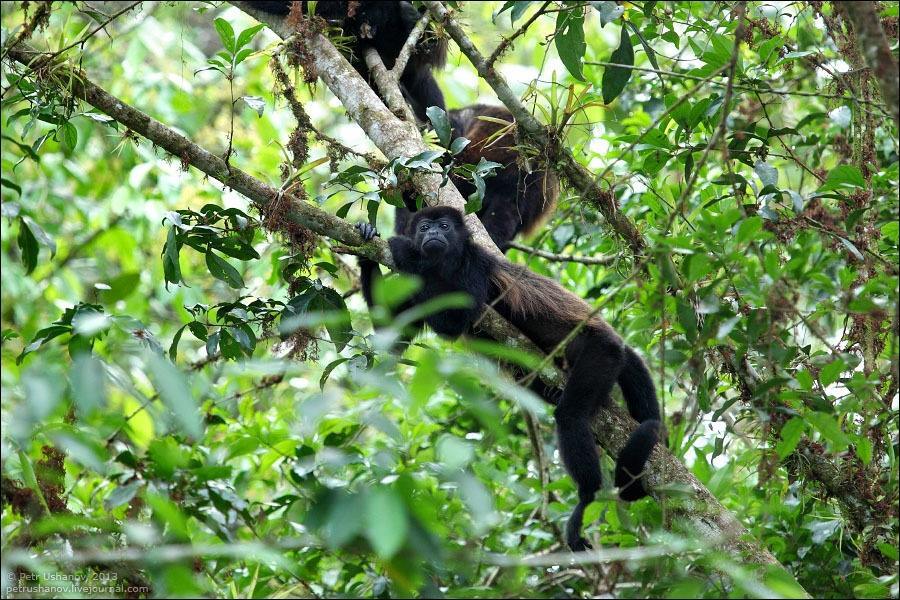  Тваринний світ Коста-Ріки