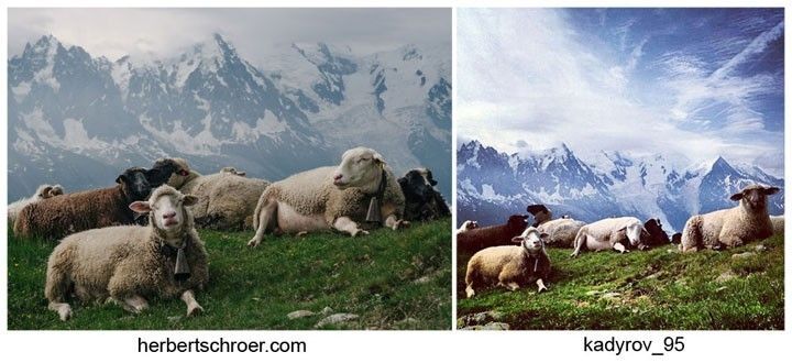 Президент Чечни вляпался в скандал с овцами