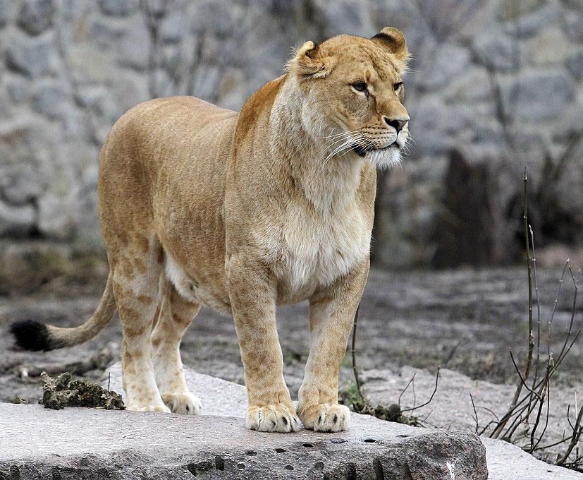 Скандалы в киевском зоопарке: директора не виноваты?