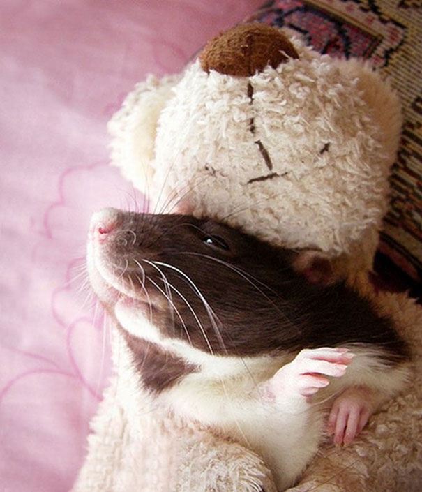 Очаровательные крыски с плюшевыми мишками