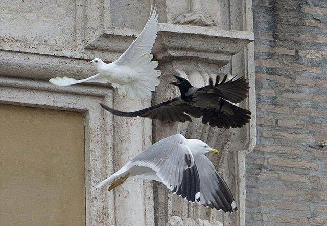  На голубей, выпущенных Папой Римским после молитвы за Украину, напал ворон 