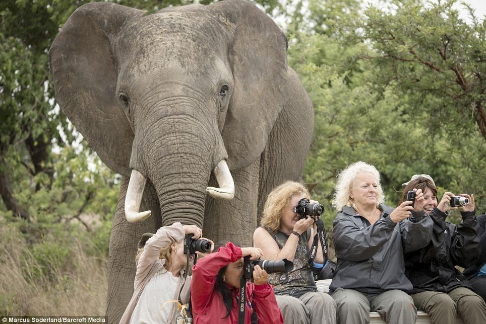 Фотофакт: туристки фотографируются и не замечают слона