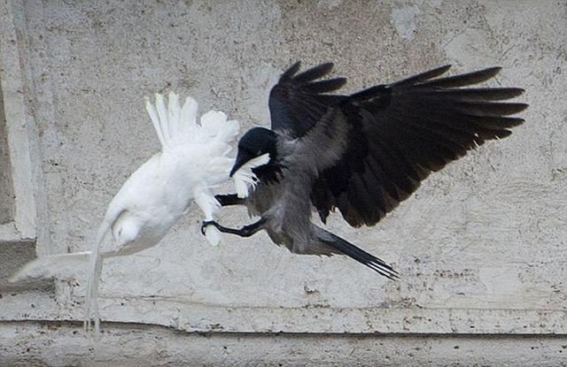  На голубів, випущених Папою Римським після молитви за Україну, напав ворон 