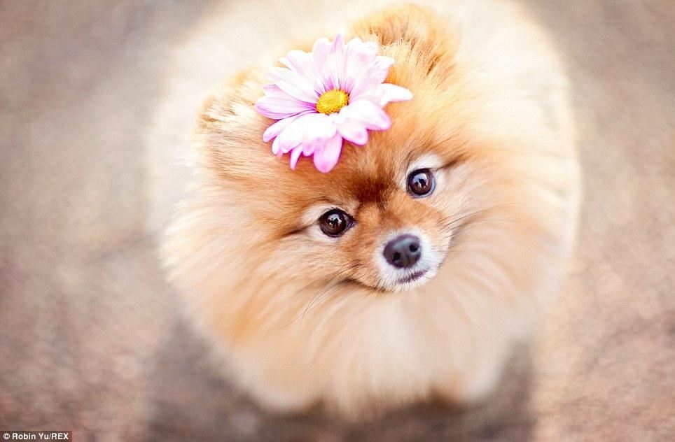 Найпопулярніший в інтернеті пес випустив календар 
