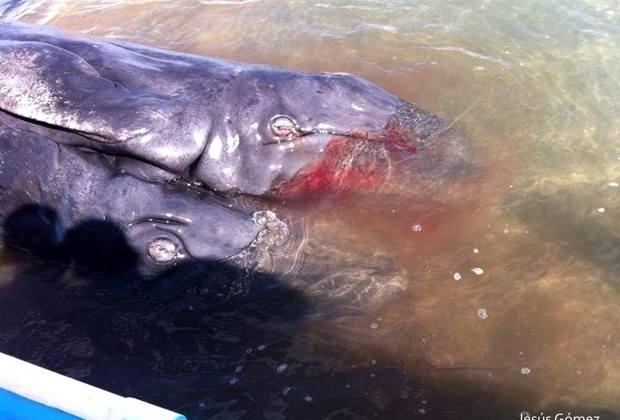 У Каліфорнії виявили сіамських близнюків сірого кита