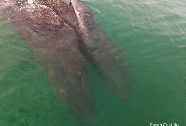 В Калифорнии обнаружили сиамских близнецов серого кита