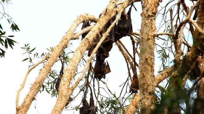 На Австралію випали 100 тисяч дохлих кажанів