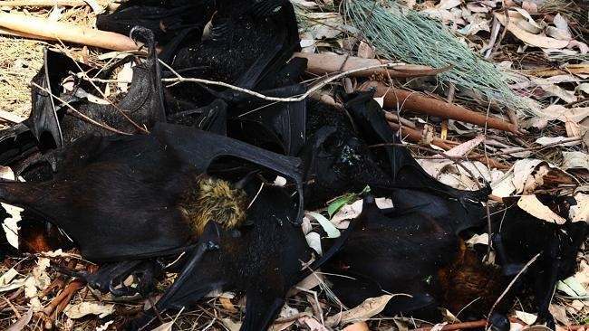 На Австралию выпали 100 тысяч дохлых летучих мышей
