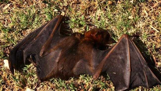 На Австралию выпали 100 тысяч дохлых летучих мышей