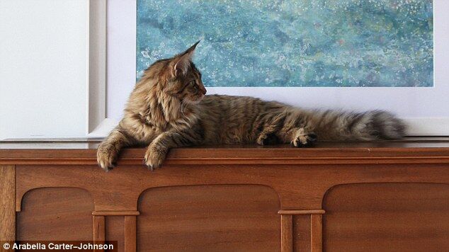 Кошка вдохновила 5-летнюю девочку-аутиста писать невероятные картины 