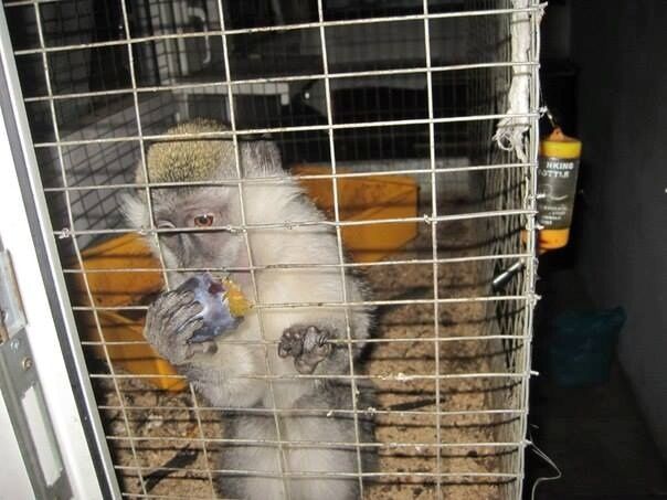 В Луганске нашли обезьянку, выжившую после обстрела зооуголка: жила на помойке с котами
