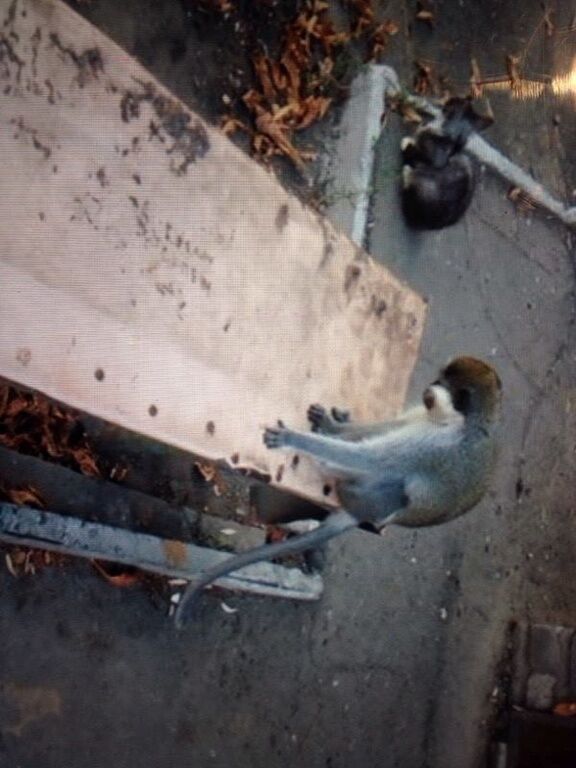 В Луганске нашли обезьянку, выжившую после обстрела зооуголка: жила на помойке с котами