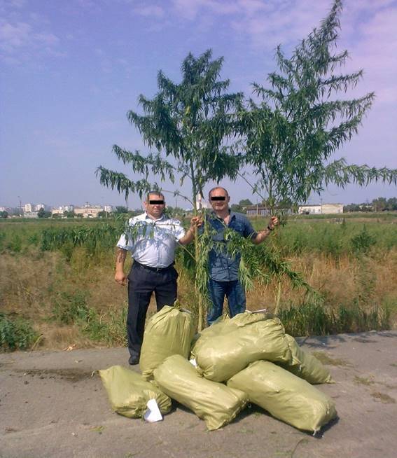 У Києві виявили плантацію конопель з більш ніж мільйоном рослин 
