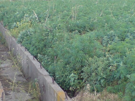 В Киеве обнаружили плантацию конопли с миллионом растений 
