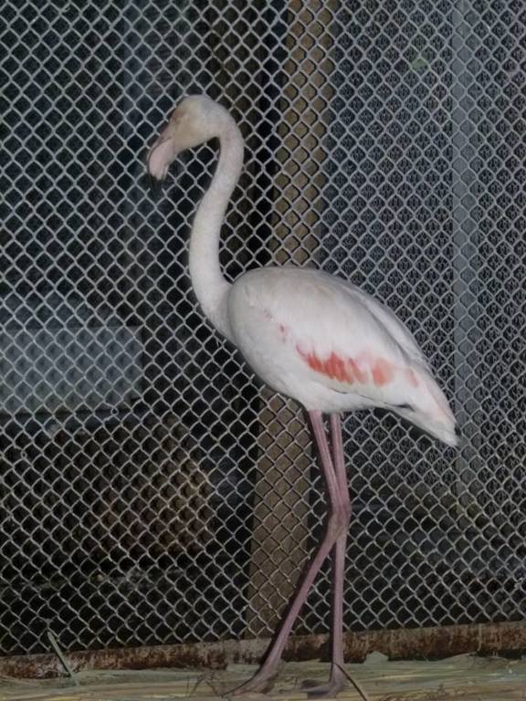 В киевском зоопарке появился необычный розовый фламинго