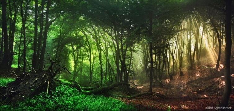 Призрачные леса Европы, которые похожи на сцены из сказок