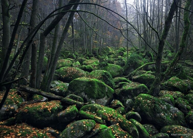 Призрачные леса Европы, которые похожи на сцены из сказок