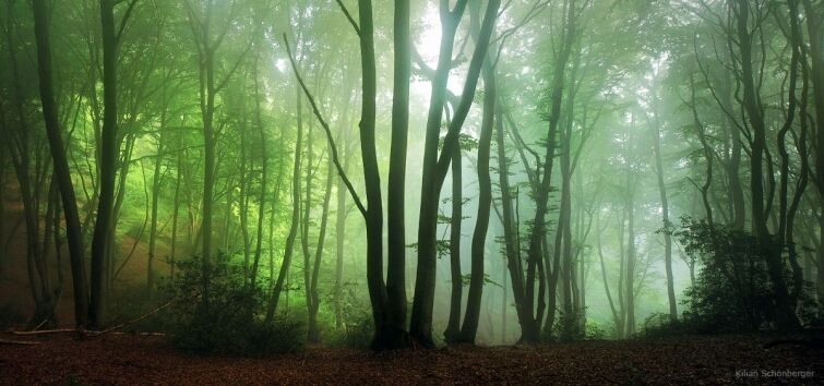 Призрачные леса Европы, которые похожи на сцены из сказок
