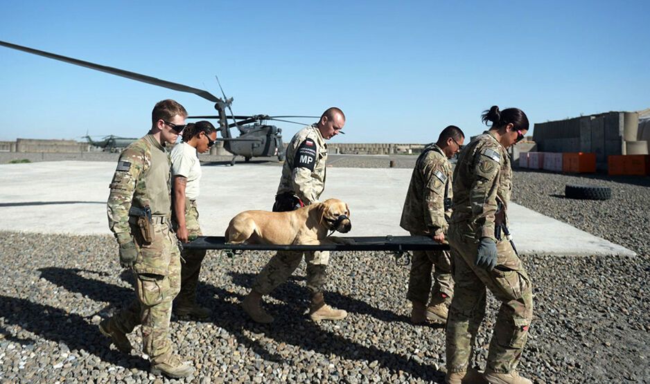 Собаки на войне: 30 фото, которые тронут вашу душу 