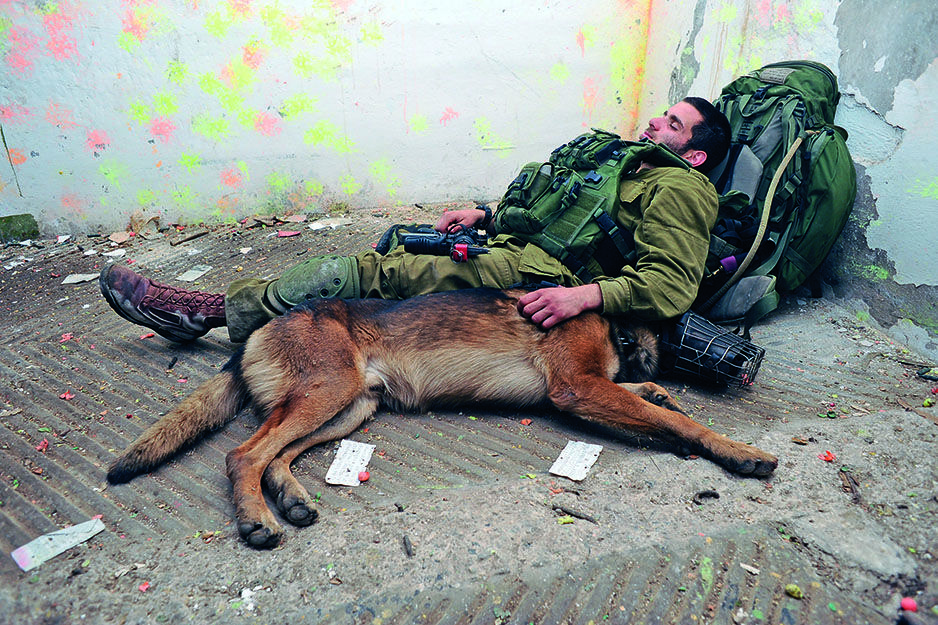 Собаки на войне: 30 фото, которые тронут вашу душу 
