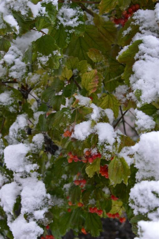 Ивано-Франковск засыпало снегом: фотографии города взорвали соцсети