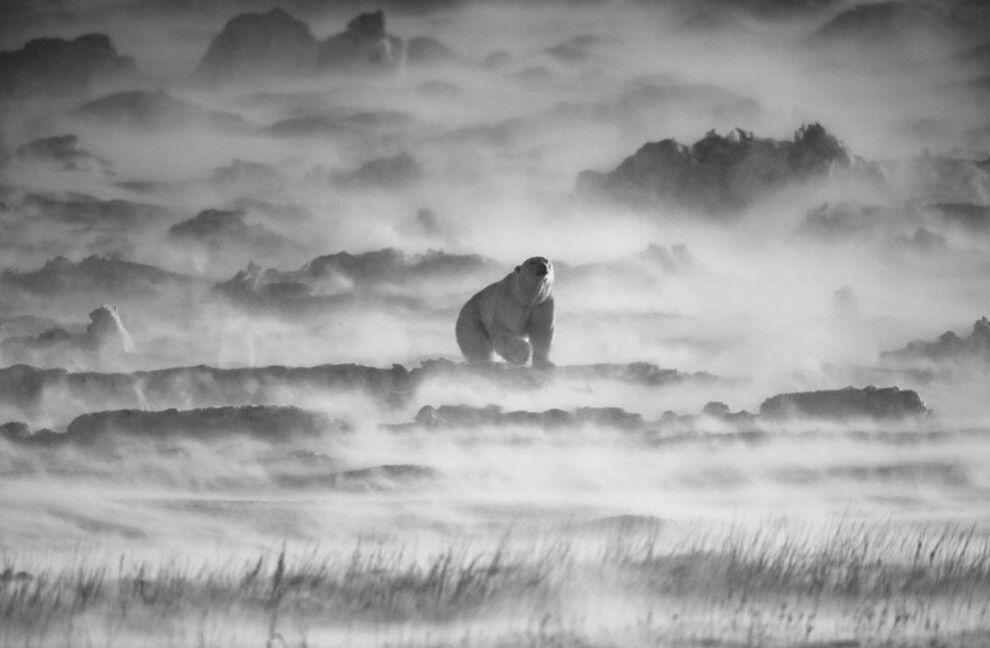 Фотоконкурс от журнала National Geographic 2014