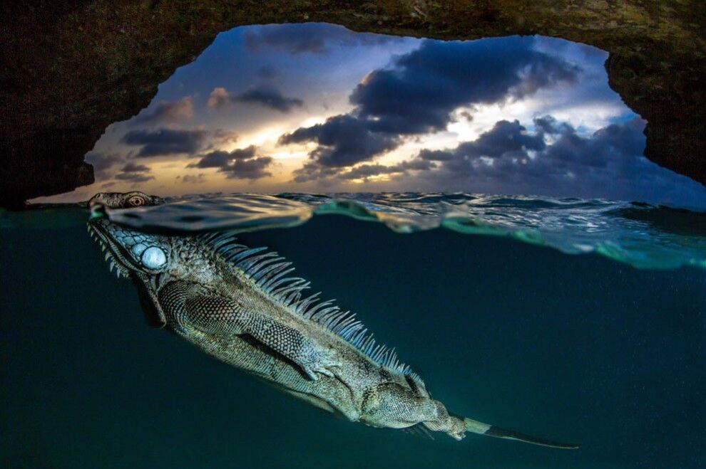 Фотоконкурс от журнала National Geographic 2014