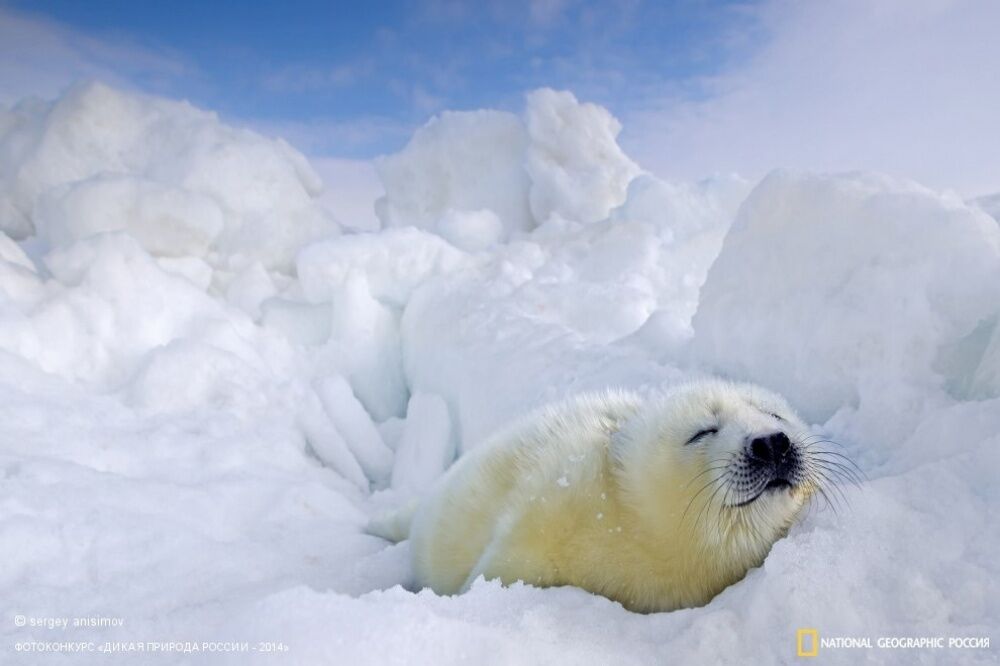 Фото National Geographic за октябрь 2014 года: стеснительный фламинго, скучающий леопард и прочее