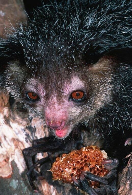 Всемирный фонд дикой природы опубликовал фото самых страшных животных планеты