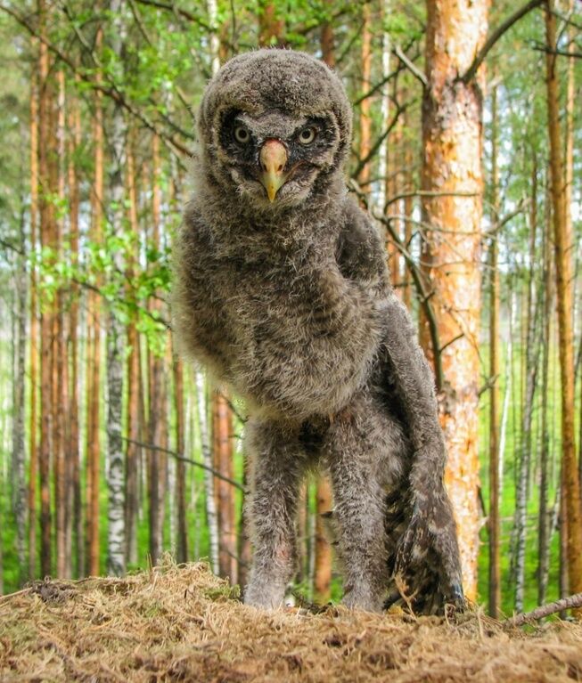 Фото National Geographic за октябрь 2014 года: стеснительный фламинго, скучающий леопард и прочее