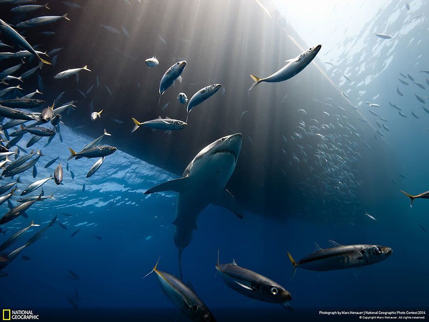 Лучшие фото за 2014 год по версии National Geographic