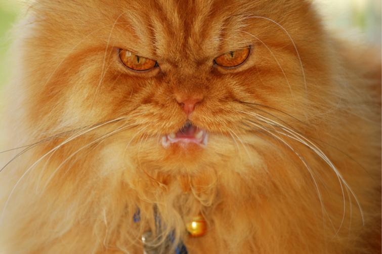 Злобный кот Гарфи - новая  звезда интернета