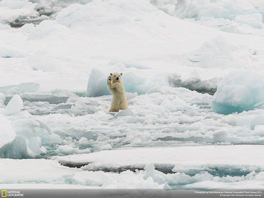 Лучшие фото за 2014 год по версии National Geographic