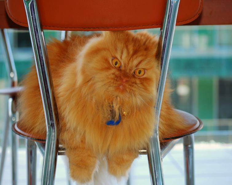 Злобный кот Гарфи - новая  звезда интернета