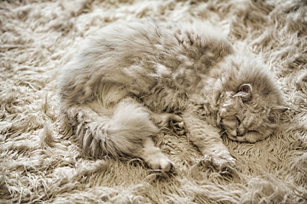 20 домашних животных, которых сложно отыскать в квартире