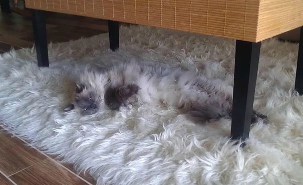 20 домашних животных, которых сложно отыскать в квартире